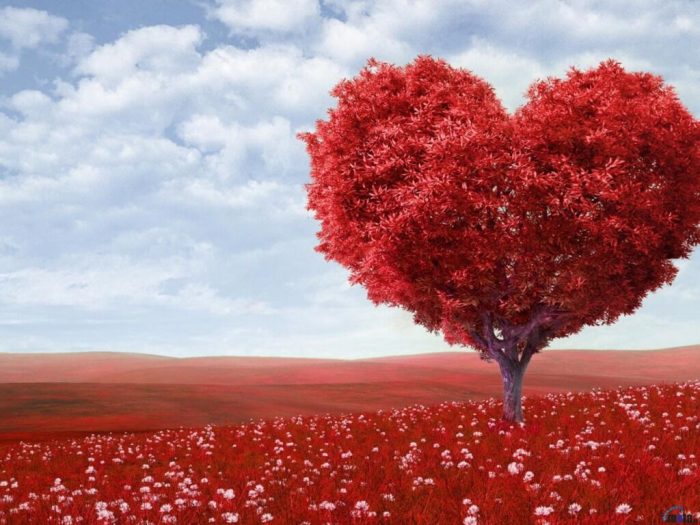 Clip primeur Martin Herberigs – Mijn Hartslag, dat ben jij