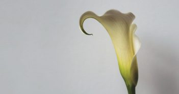 The Brother Brothers – Calla Lilly The Brother Brothers