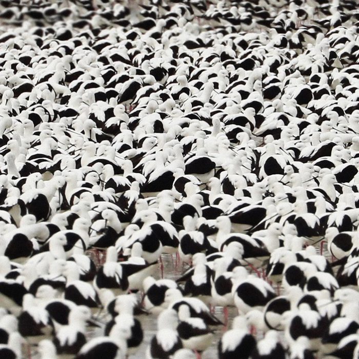 Stella Donnelly – Flood